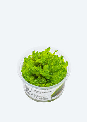 1-2-Grow! Monosolenium tenerum