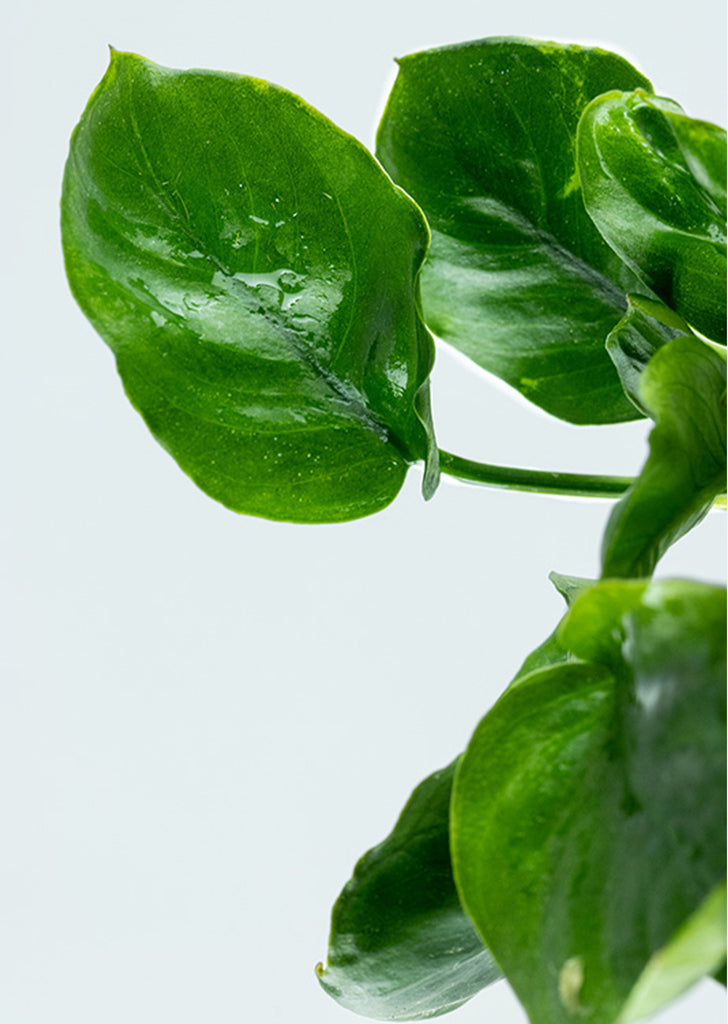 Anubias barteri ’Coin Leaf’