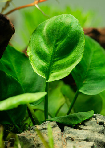 Anubias barteri ’Coin Leaf’