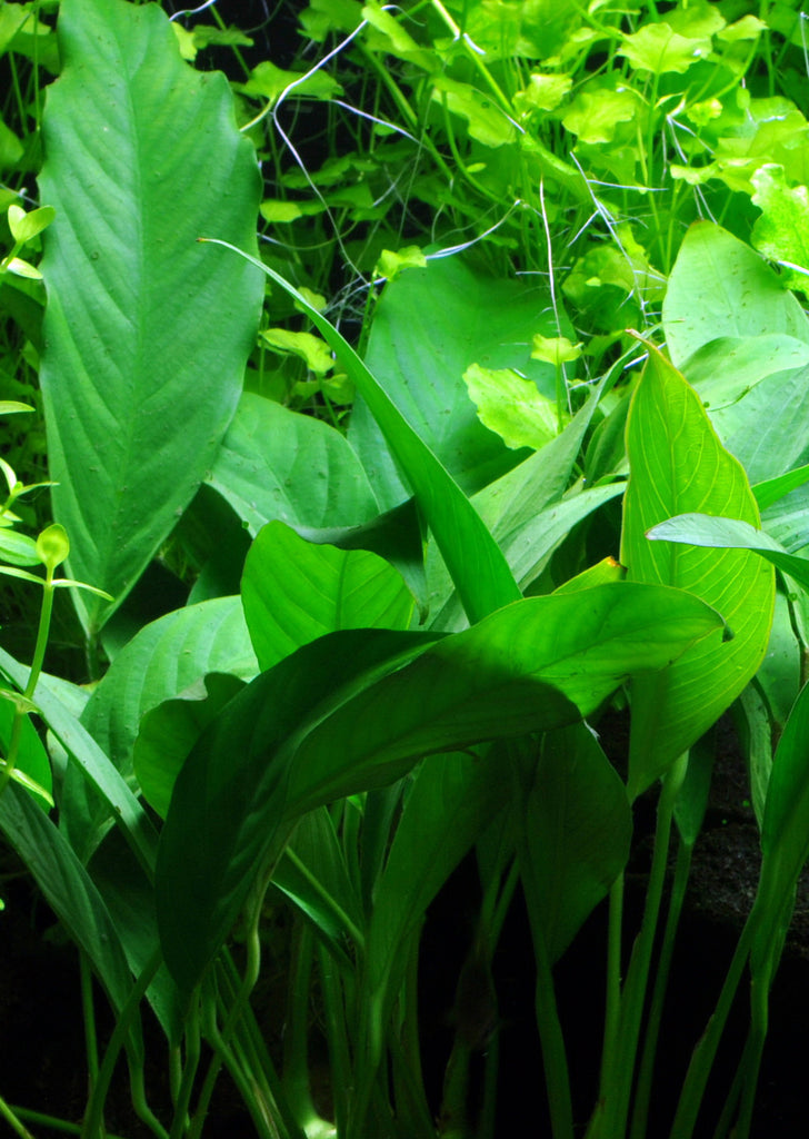 Anubias barteri var. glabra