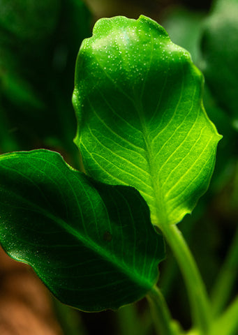 Anubias barteri ’Kirin’