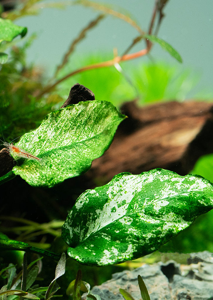 Anubias barteri ’Pinto'