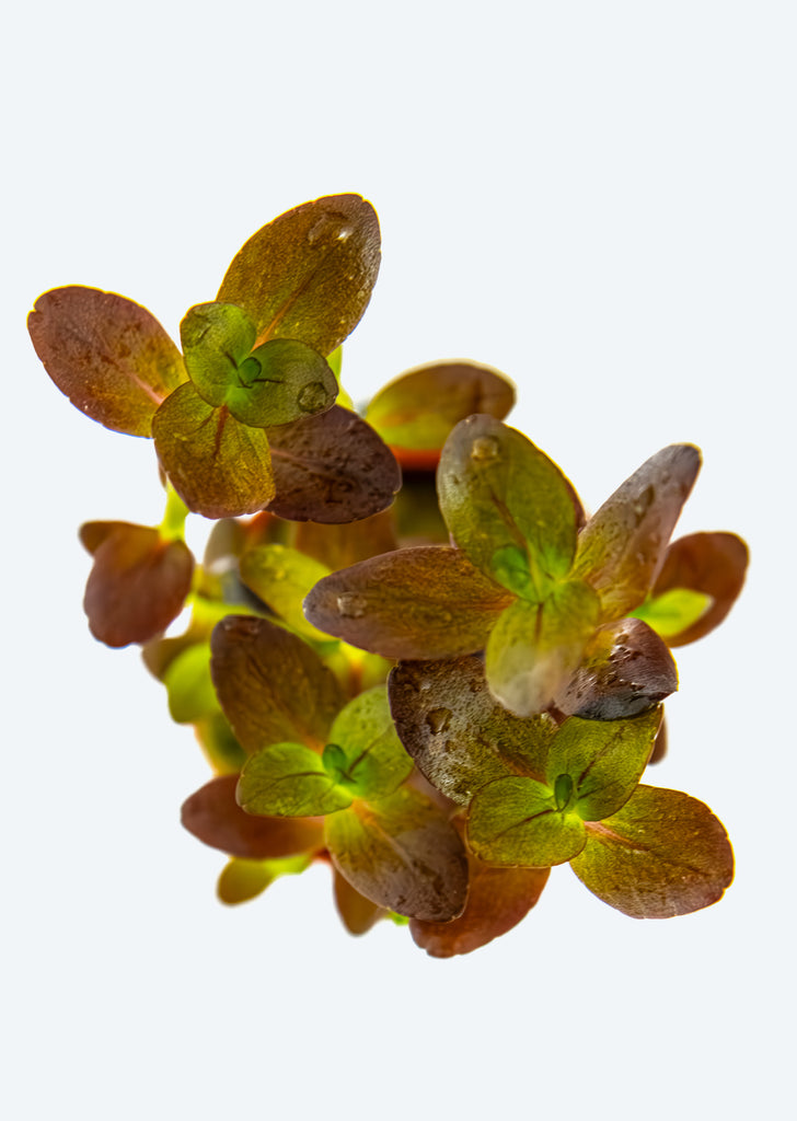 Bacopa salzmanni 'Purple'