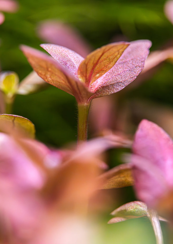 Bacopa salzmanni 'Purple'