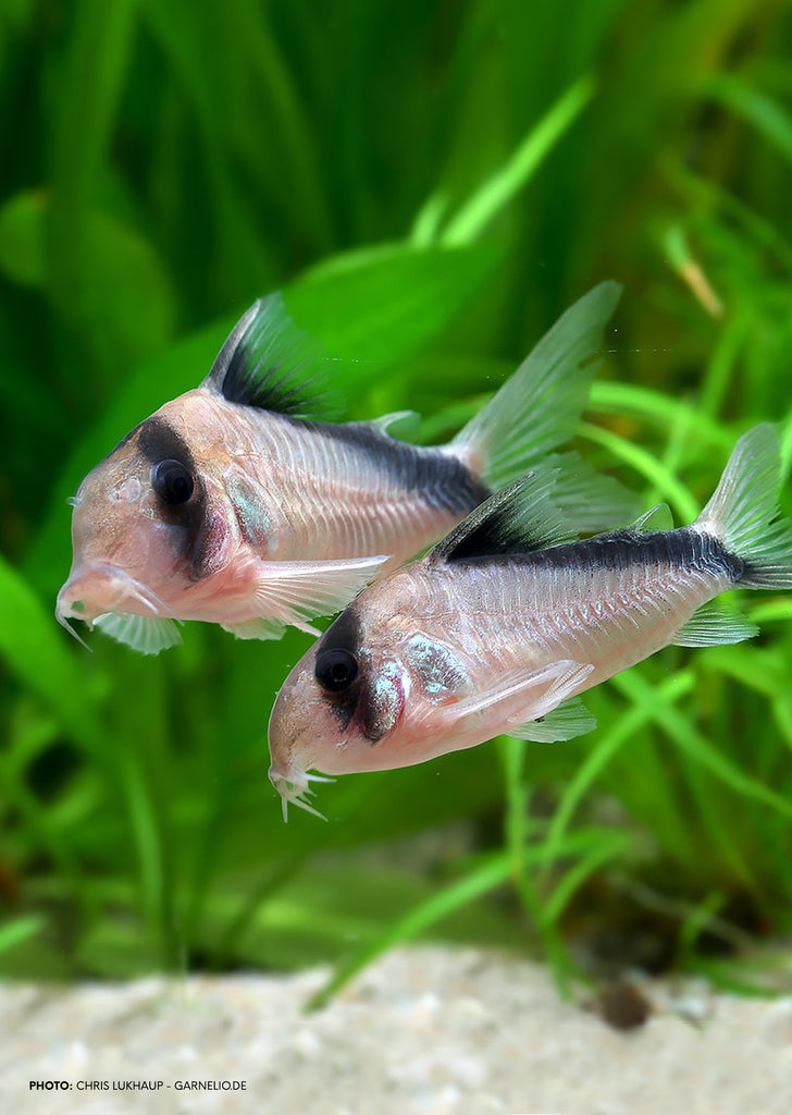 Bandit Corydoras