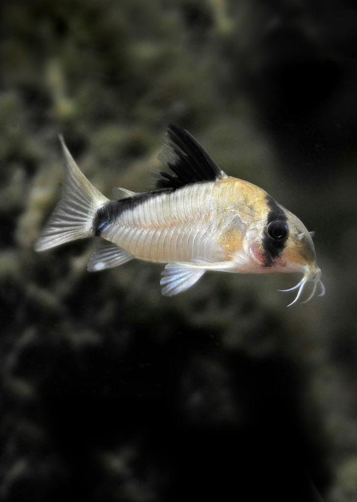 Bandit Corydoras