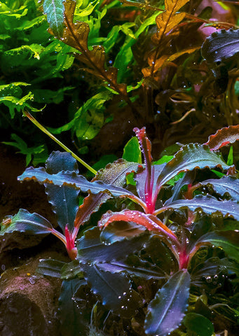 Bucephalandra 'Kedagang' plant from Tropica products online in Dubai and Abu Dhabi UAE