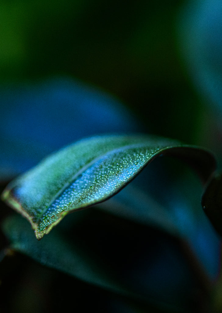 Bucephalandra sordidula 'Blue'