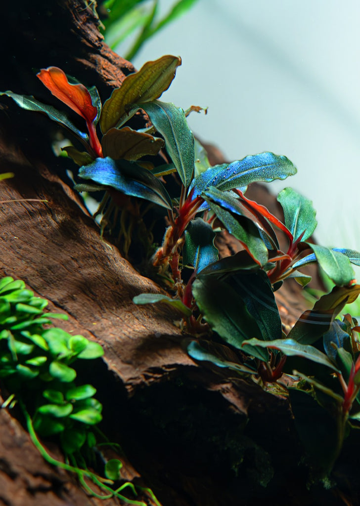 Bucephalandra sordidula 'Blue'