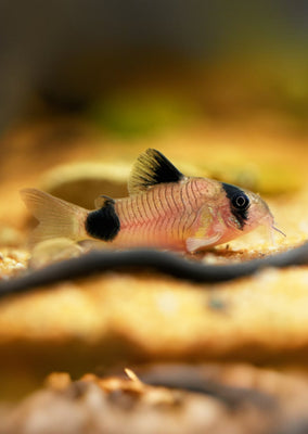 Corydoras Panda