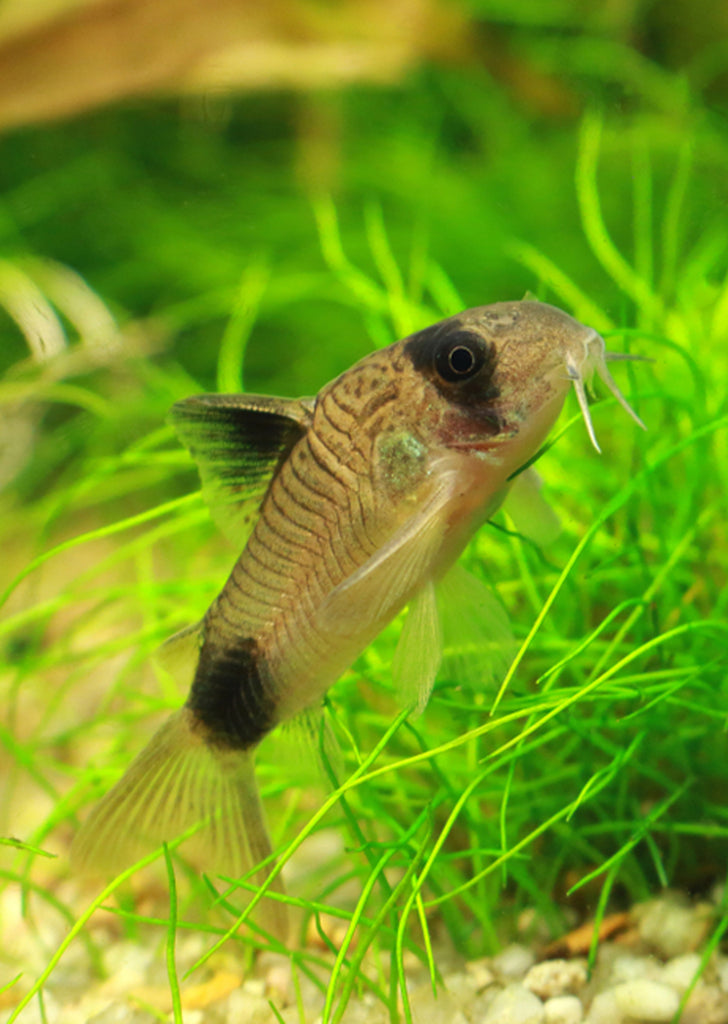 Corydoras Panda