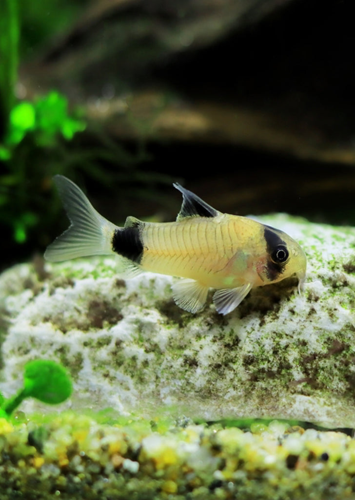 Corydoras Panda