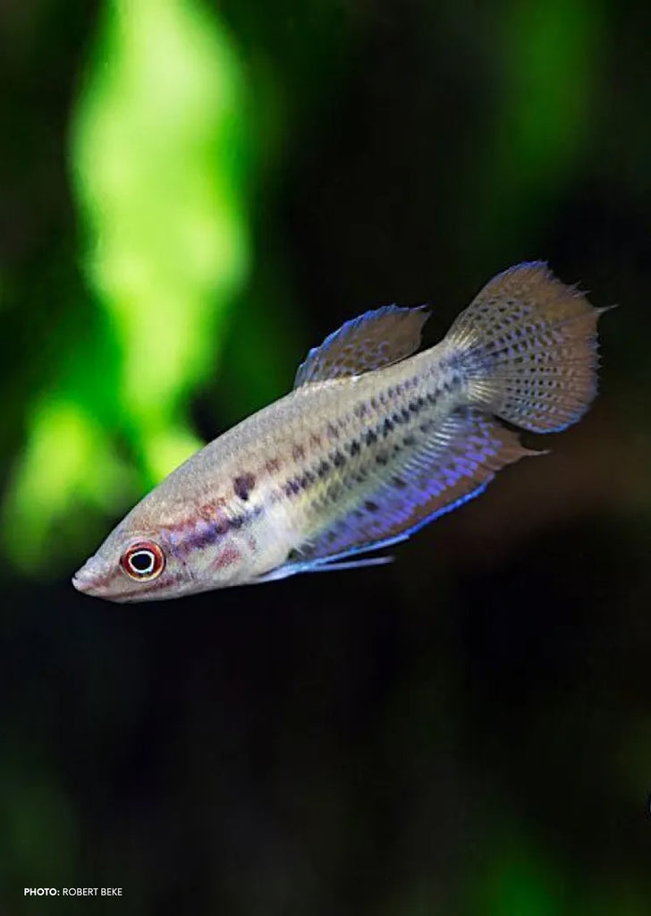 Croaking Gourami