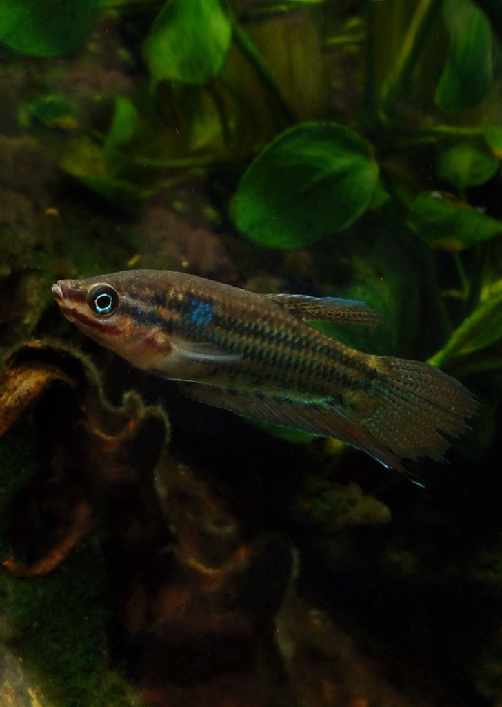 Croaking Gourami