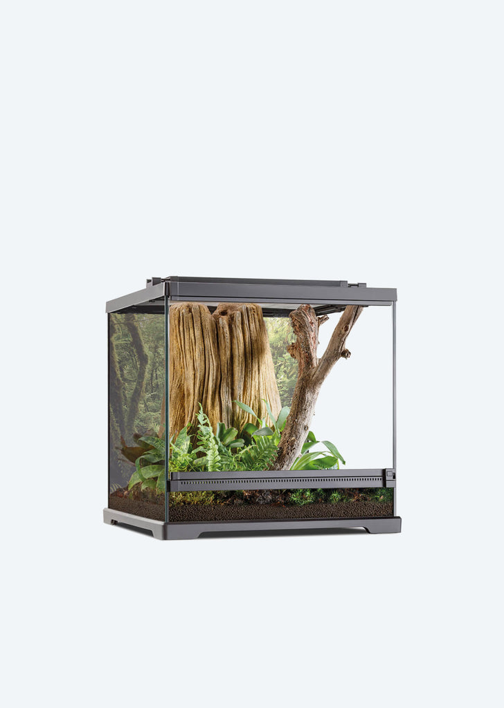 Dart Frog Terrarium