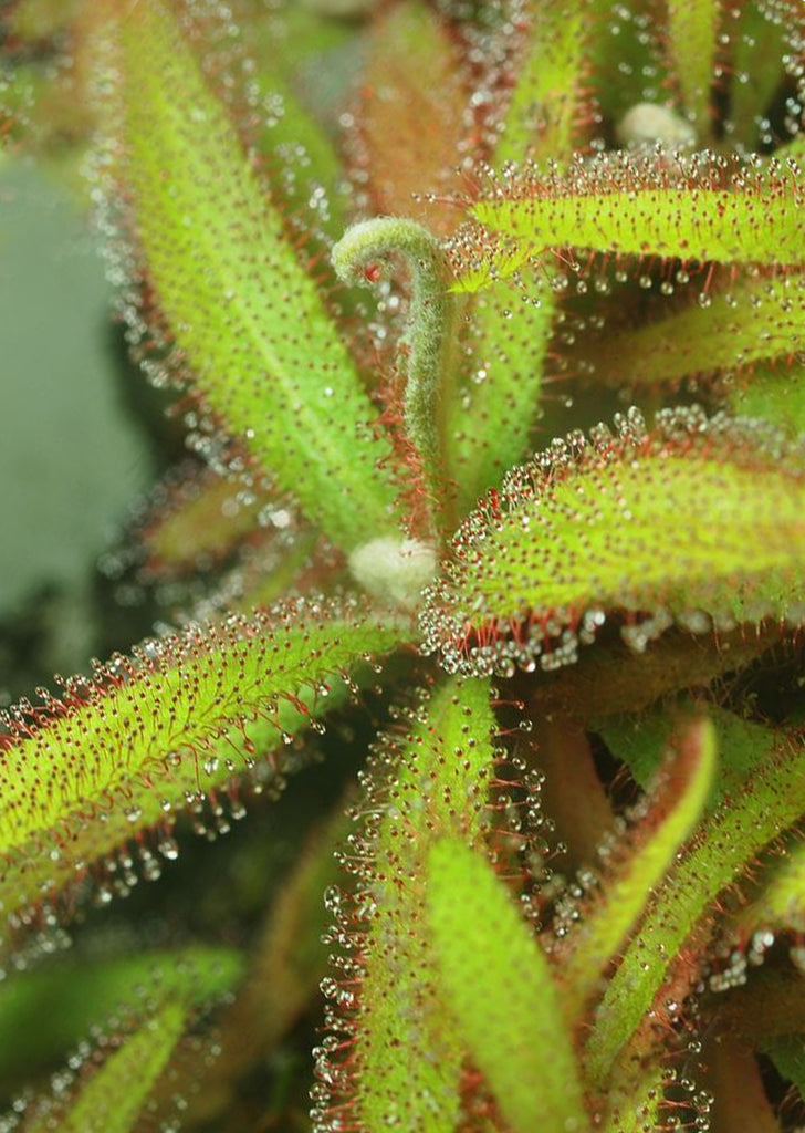 Drosera adelae