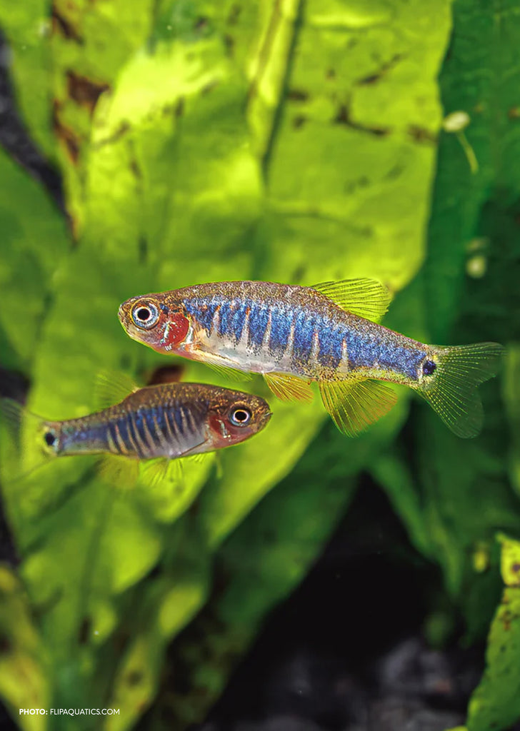 Emerald Dwarf Rasbora