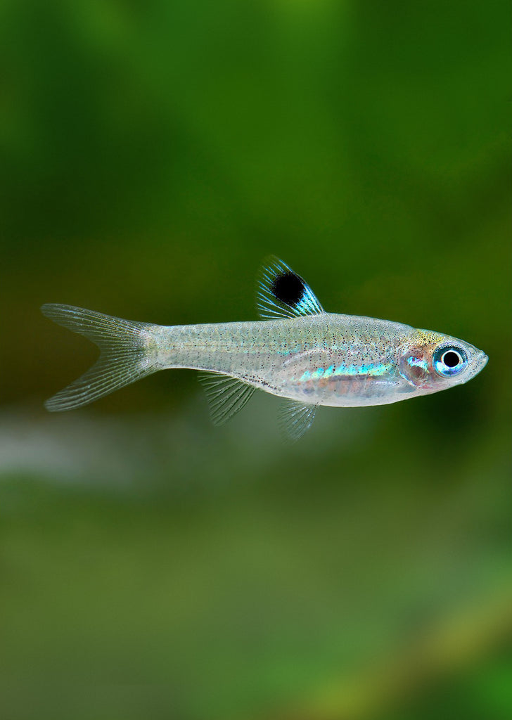 Emerald Eye Rasbora