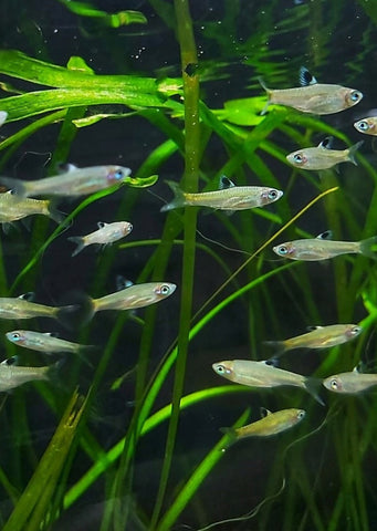 Emerald Eye Rasbora