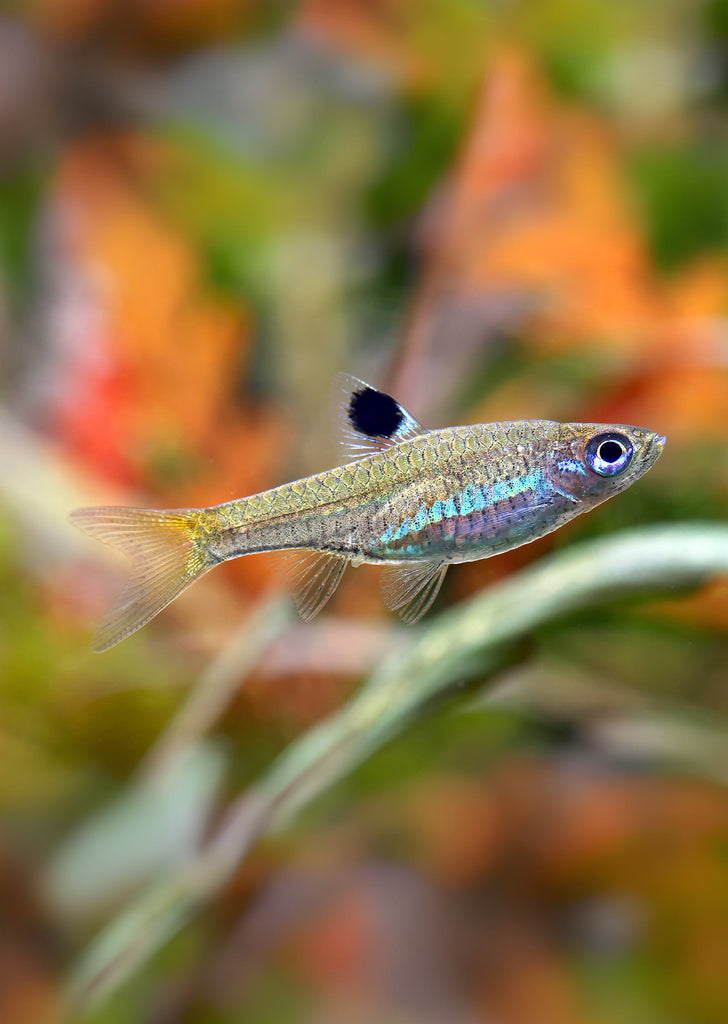 Emerald Eye Rasbora