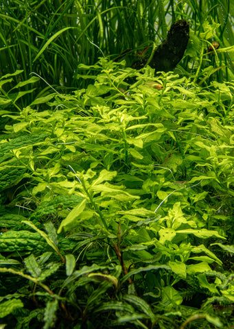 Ludwigia palustris 'Green'