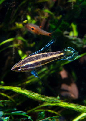 Licorice Gourami 'gunawani'