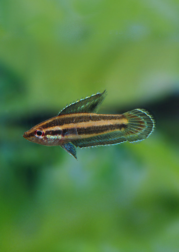 Licorice Gourami 'gunawani'