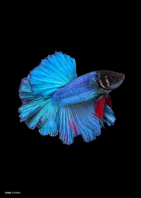 Free download iPhone 6S announced with Betta Background Live tropical fish  [960x960] for your Desktop, Mobile & Tablet | Explore 49+ iPhone 6s Betta  Wallpaper | Wallpaper 6s iPhone, Betta Fish iPhone