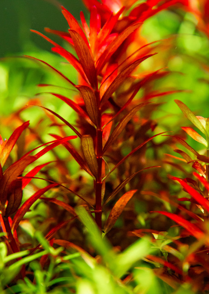 1-2-Grow! Rotala r. 'Blood Red'