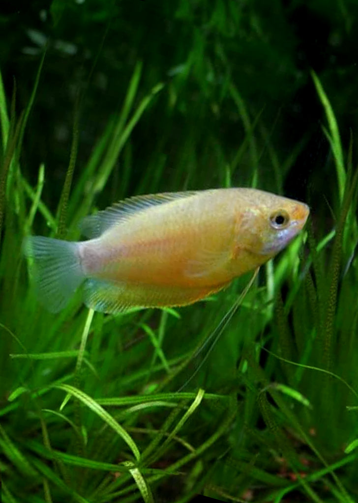 Sunset Thicklip Gourami