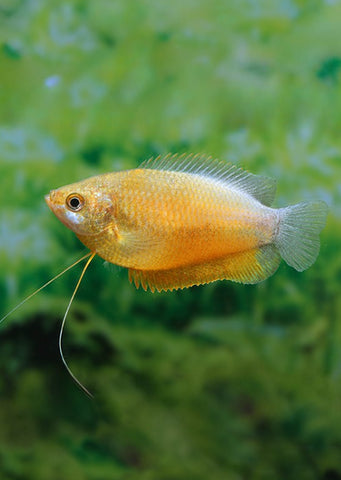 Sunset Thicklip Gourami