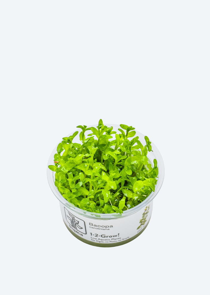 1-2-Grow! Bacopa caroliniana