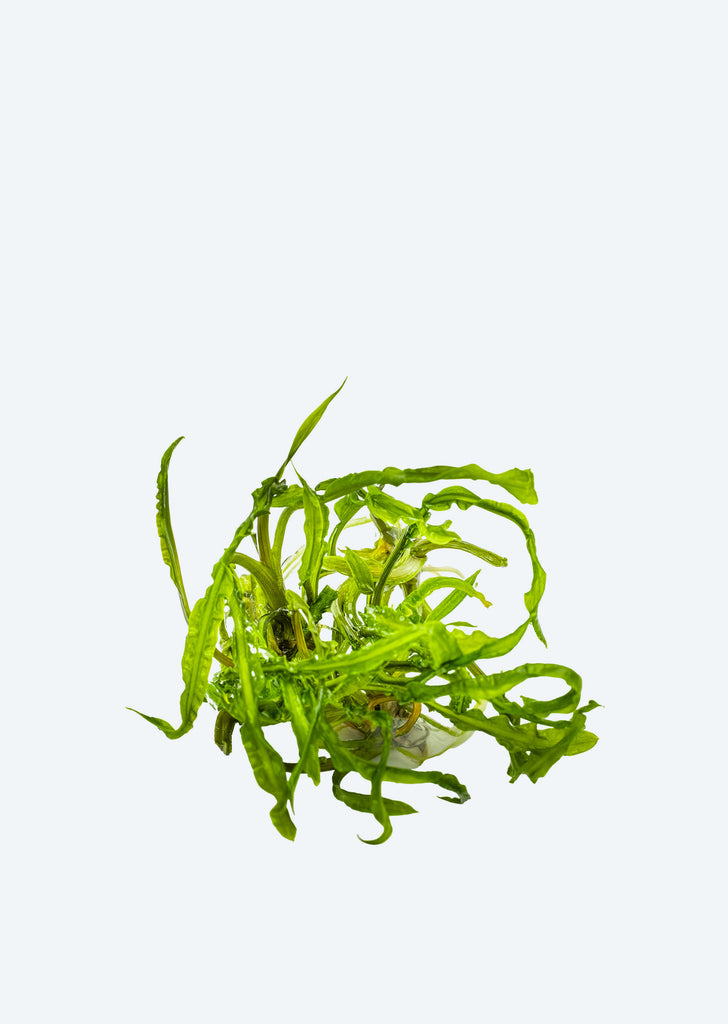 1-2-Grow! Cryptocoryne crispatula