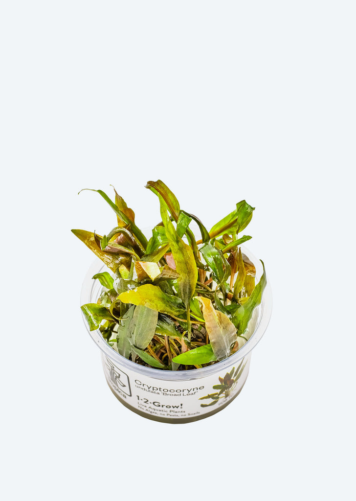 1-2-Grow! Cryptocoryne undulatus