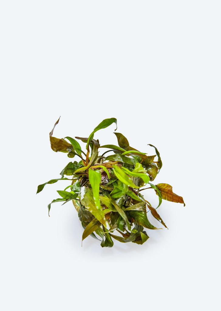 1-2-Grow! Cryptocoryne undulatus