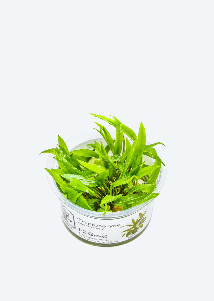 1-2-Grow! Cryptocoryne wendtii 'Green'