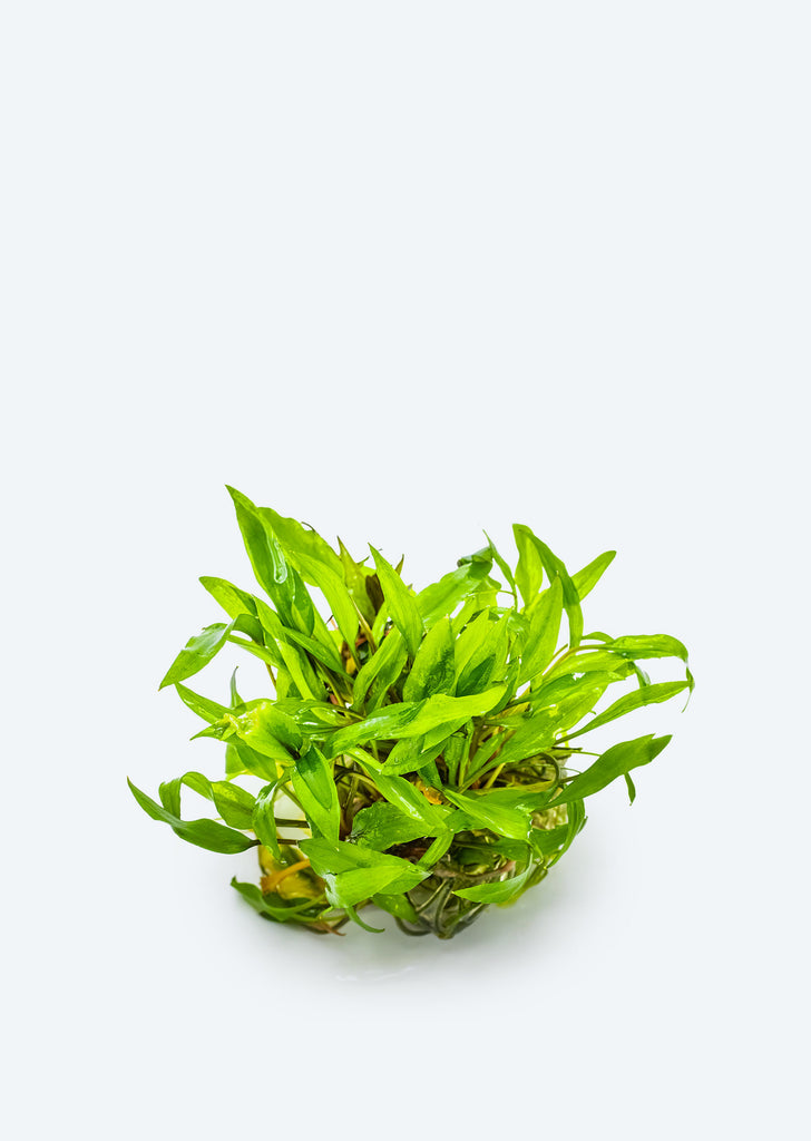 1-2-Grow! Cryptocoryne wendtii 'Green'