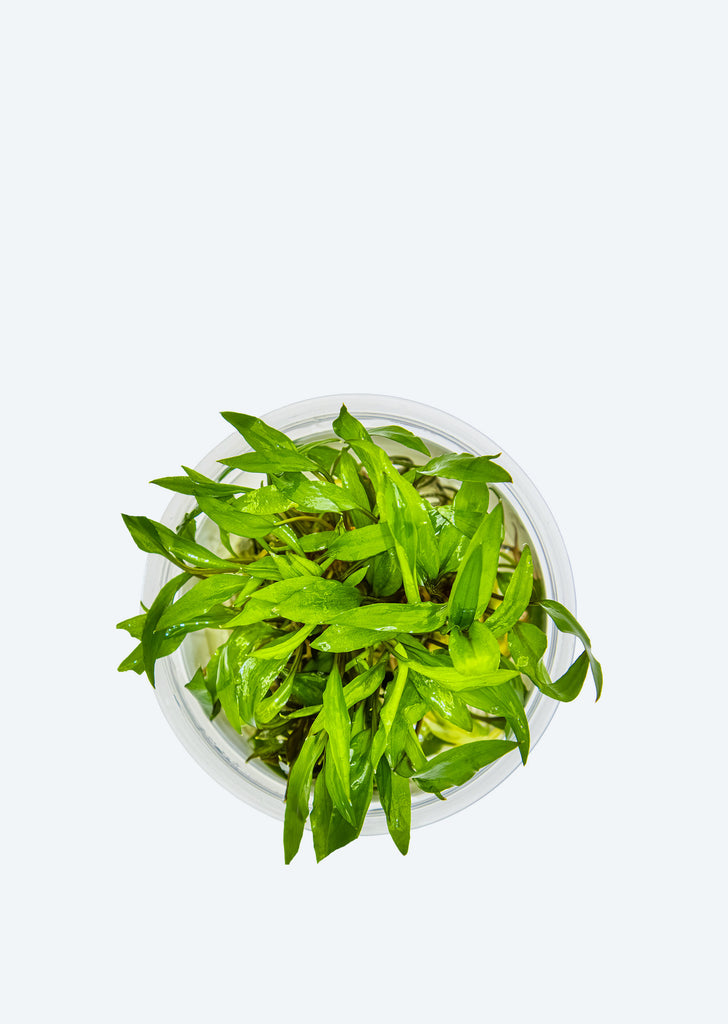 1-2-Grow! Cryptocoryne wendtii 'Green'