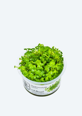 1-2-Grow! Hydrocotyle tripartita