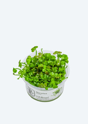 1-2-Grow! Marsilea hirsuta