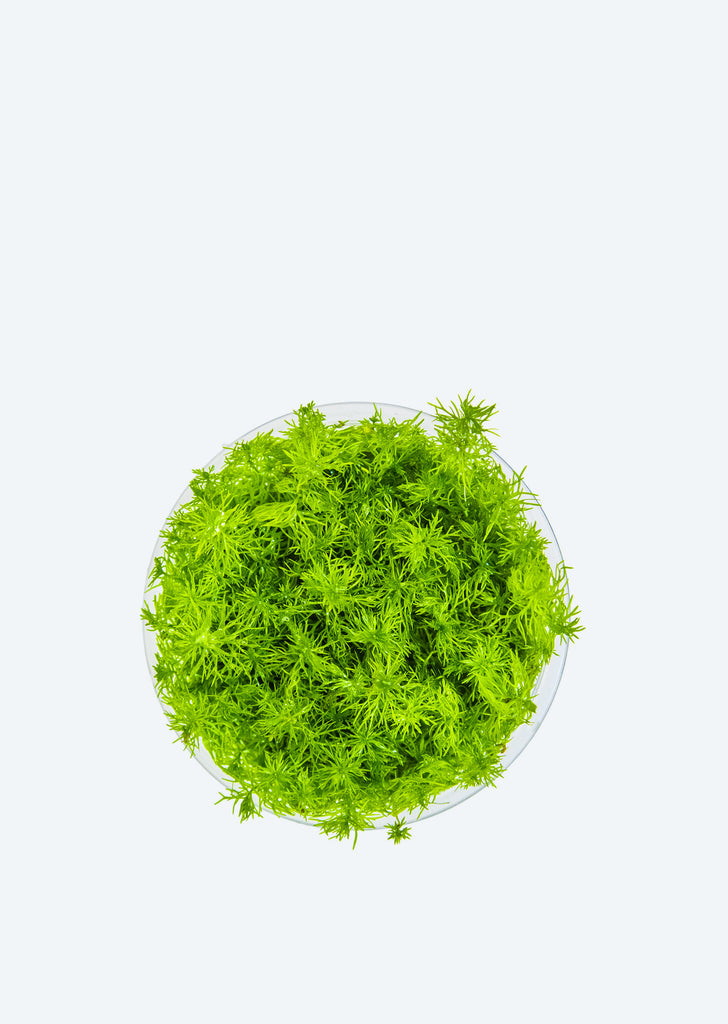 1-2-Grow! Myriophyllum 'Guyana'