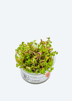 1-2-Grow! Rotala r. 'Blood Red'