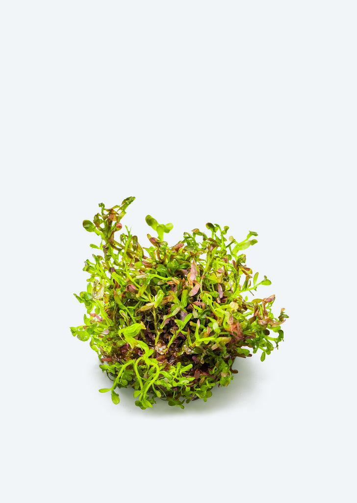 1-2-Grow! Rotala r. 'Blood Red'