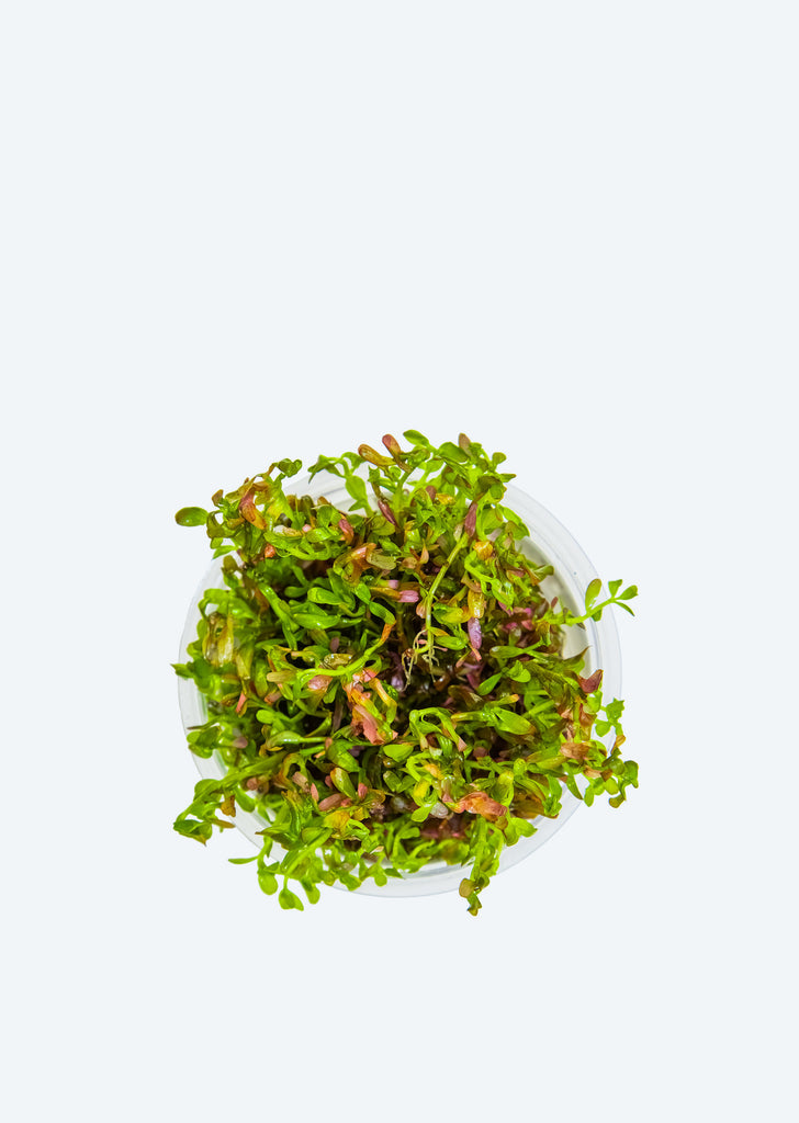 1-2-Grow! Rotala r. 'Blood Red'