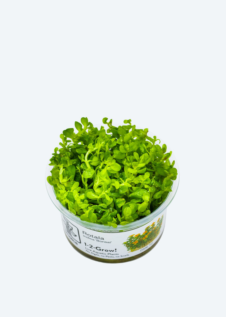 1-2-Grow! Rotala 'Bonsai'