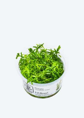 1-2-Grow! Rotala rotundifolia 'Green'