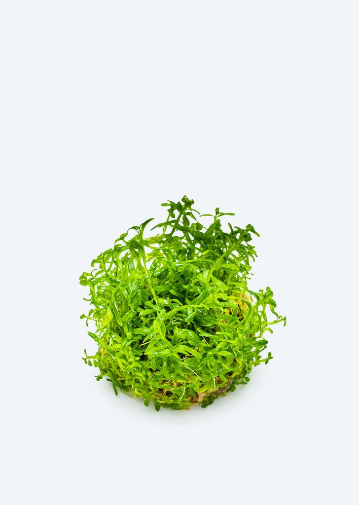 1-2-Grow! Rotala rotundifolia 'Green'