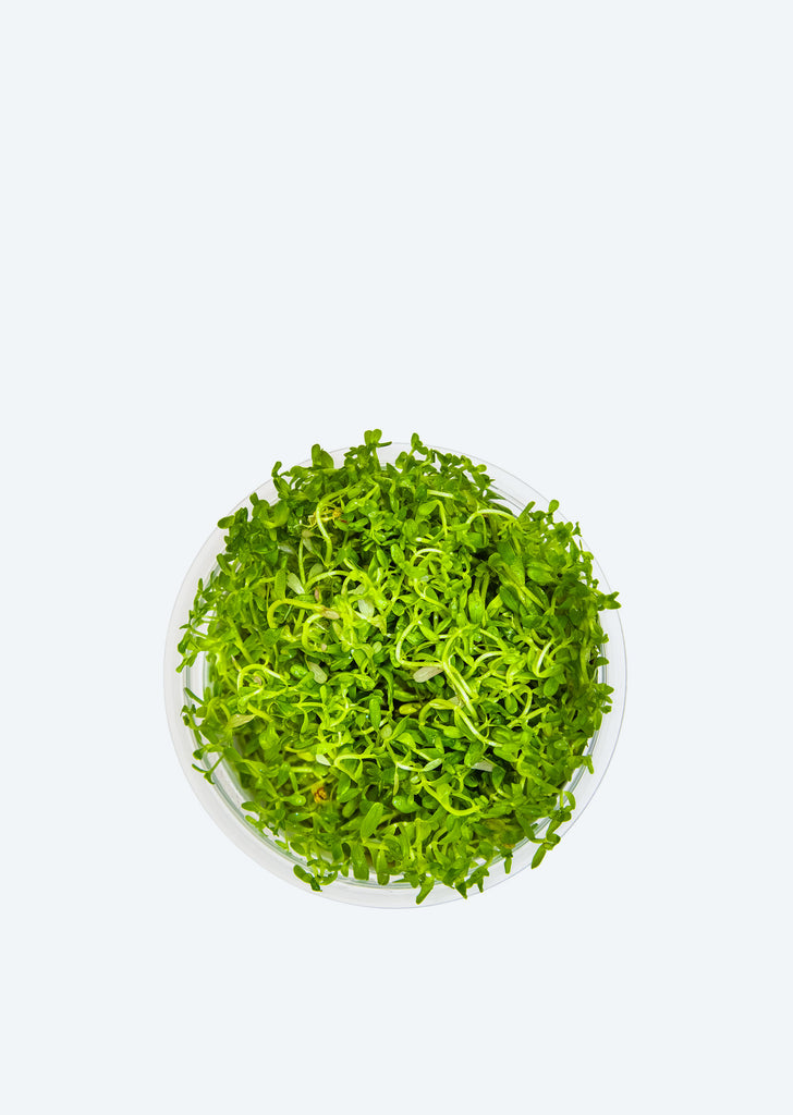 1-2-Grow! Rotala rotundifolia 'H'ra'