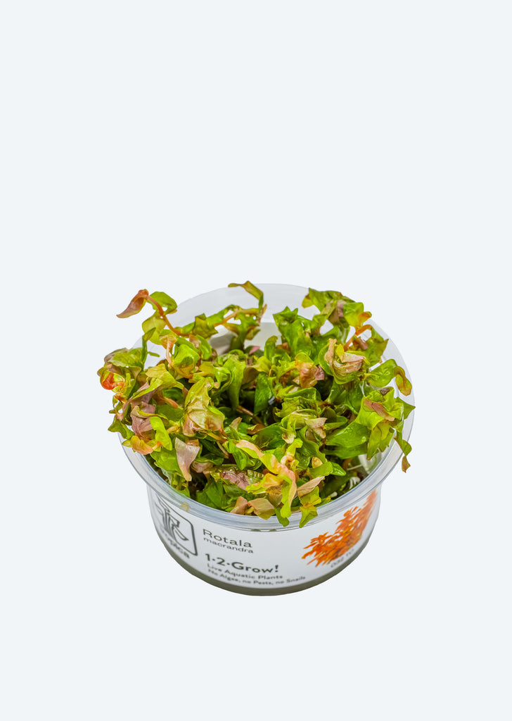 1-2-Grow! Rotala macrandra