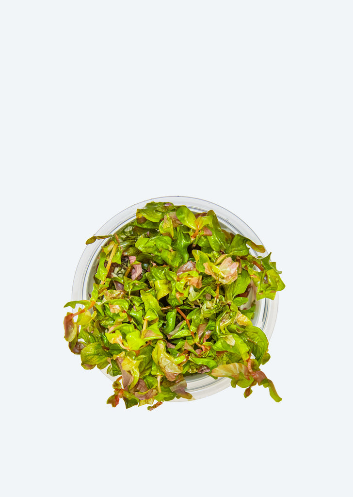 1-2-Grow! Rotala macrandra